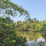 mandrem goa holi