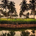 benaulim goa nature