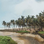 goa beach trees colva