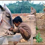 india goa
