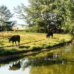 @instagram: In a country where the Cow is sacred and roams free - it’s nice to see these ladies enjoy a day at the beach. 
#varcabeach #varca #goa #india #cow #moo #sacredanimalsofindia #splash #paddle #beachday #browncowstunning #cravingsteak