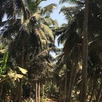 @instagram: #junglegoa #ram21foxgoa #dieterstagesschau #southgoa #betalbatim #betalbatimbeach