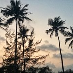 @instagram: Soooo, who loves palmtrees? ~ ???????? #mandrem, India