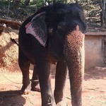 @instagram: На территории Индии живет более 30 000 диких слонов! ???? 
Ясное дело они не разгуливают по Гоанским пляжам как коровы ????) Но на Экскурсии « Весь гоа за один день» Есть возможность, покататься или покупаться со слонами!
Так как дрессировка животных в Ин