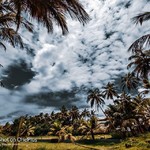 colva india goa nature