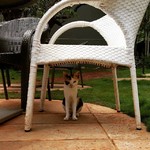 @instagram: She can be cute . . . She can be cuddly . . .  She can be wild . . . She can be a Godly. . .
Hoomans think she is their pet . . . Now guess who they met?????
.
.
.
.
.
.
.
.
.
#cats #catsofinstagram #catgod #goa #ashvem #wild #wildlife #motherhood #killer