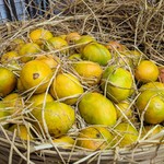 Goa Fruits Gallery: Mango, Watermelon, Papaya, Banana, Pineapple