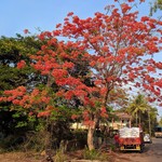 Goa May Gallery: Markets, Fruits, Weather, Beaches